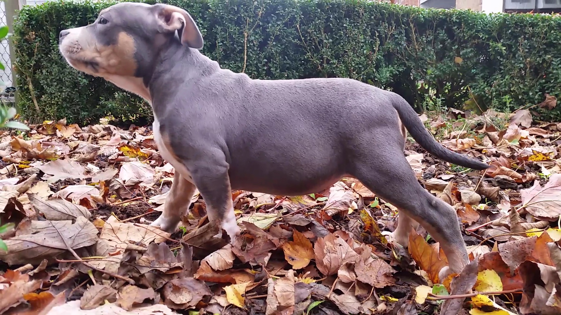 The Falcon American Bully Kennel Lionheart Bloodline